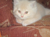 Female persian cat